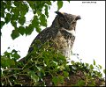 _1SB4386 great-horned owl